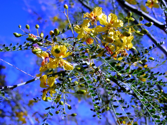 Palo verde blossoms, Tucson, Ariz.
