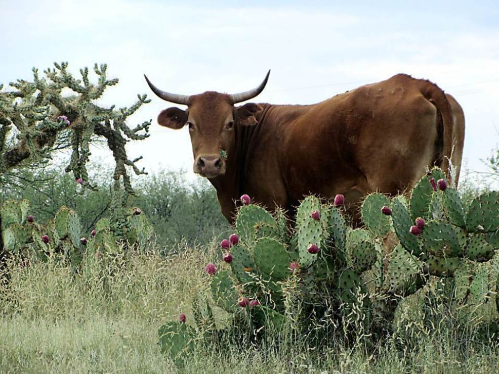 Cow on the open range, Tucson, Ariz.