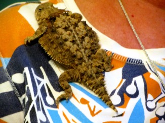 Horned toad brooch, Tucson, Ariz.